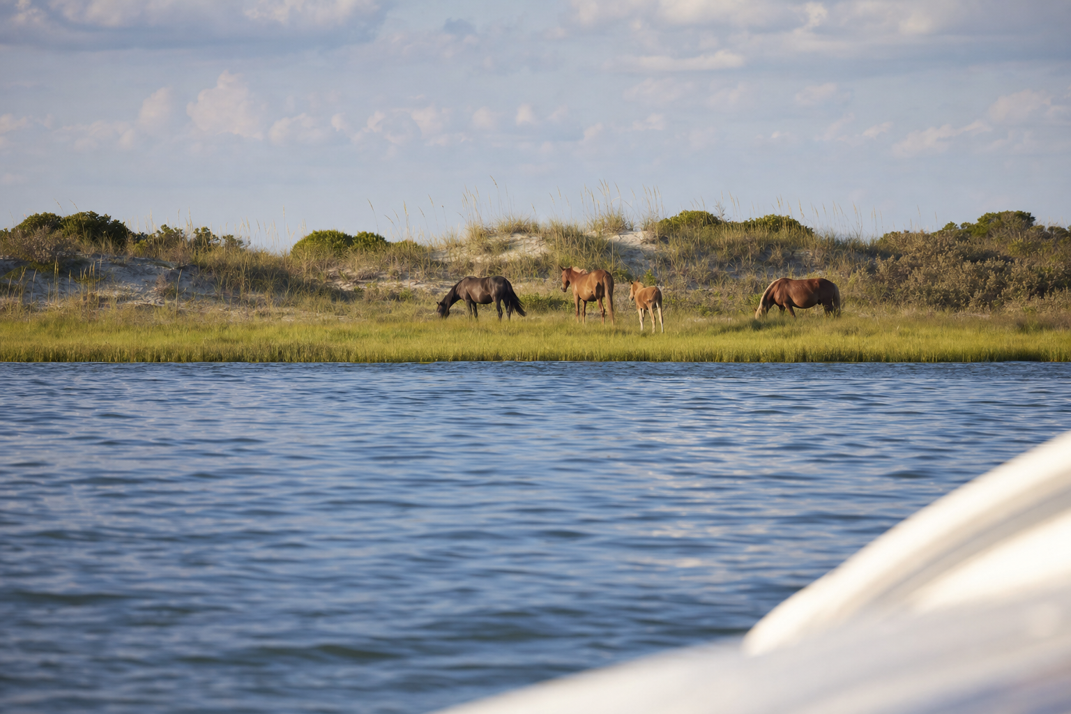 Wild horses graze near distant dunes on the northern Currituck Banks, viewed respectfully from the water.